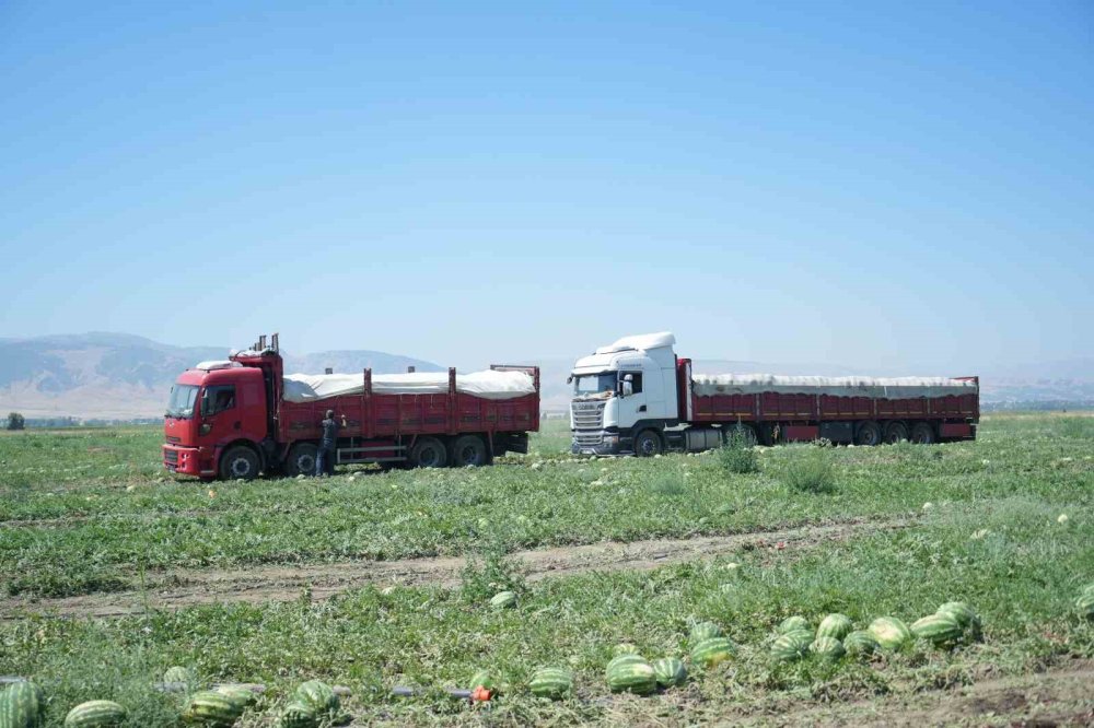 Muş Ovası’nda Karpuz Hasadı Başladı: 2,1 Milyar Liralık Gelir Hedefleniyor