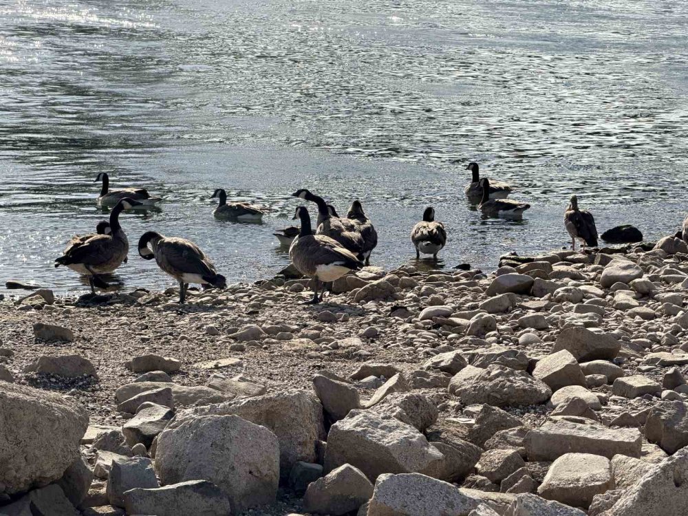 Ren Nehri’nde Kuraklık Alarmı: Su Seviyesinde Tarihi Düşüş Yaşandı