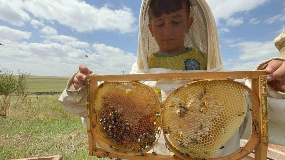 Kars’ta 2026 Bal Üretiminde Hasat Dönemi Başladı.. Verim Beklentiyi Aştı!