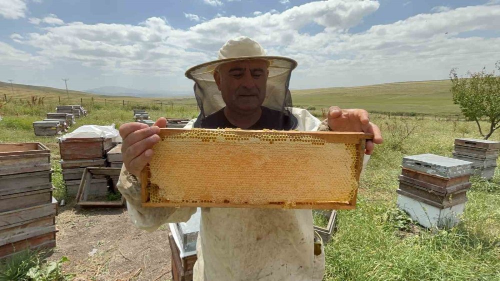 Kars’ta 2026 Bal Üretiminde Hasat Dönemi Başladı.. Verim Beklentiyi Aştı!