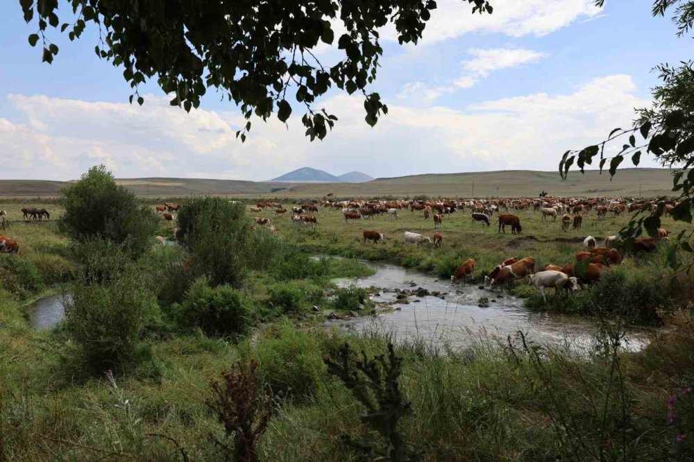 Kars’ta Meraların Geleceği İçin Buluşma.. Sürdürülebilir Hayvancılık Masaya Yatırıldı!