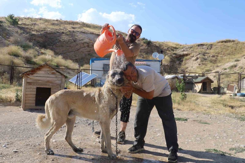 Sıcaklık Kangal Köpeklerini Etkiliyor.. Barınaklarda Serinletme Önlemleri Artırıldı!