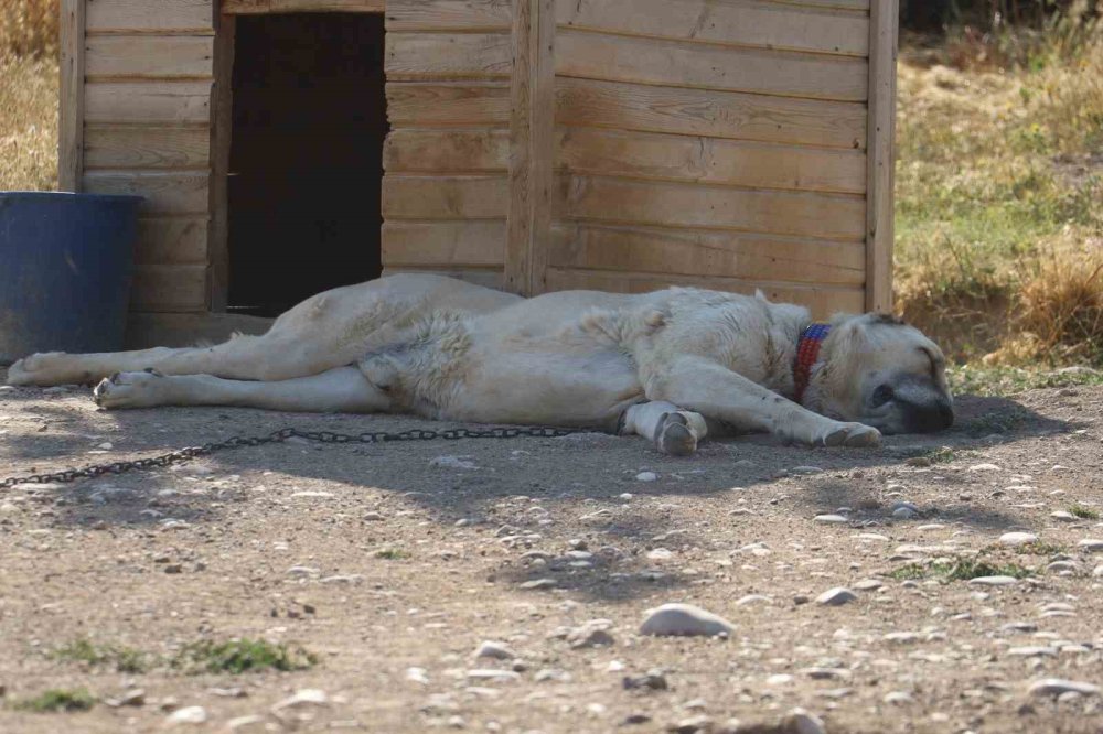 Sıcaklık Kangal Köpeklerini Etkiliyor.. Barınaklarda Serinletme Önlemleri Artırıldı!