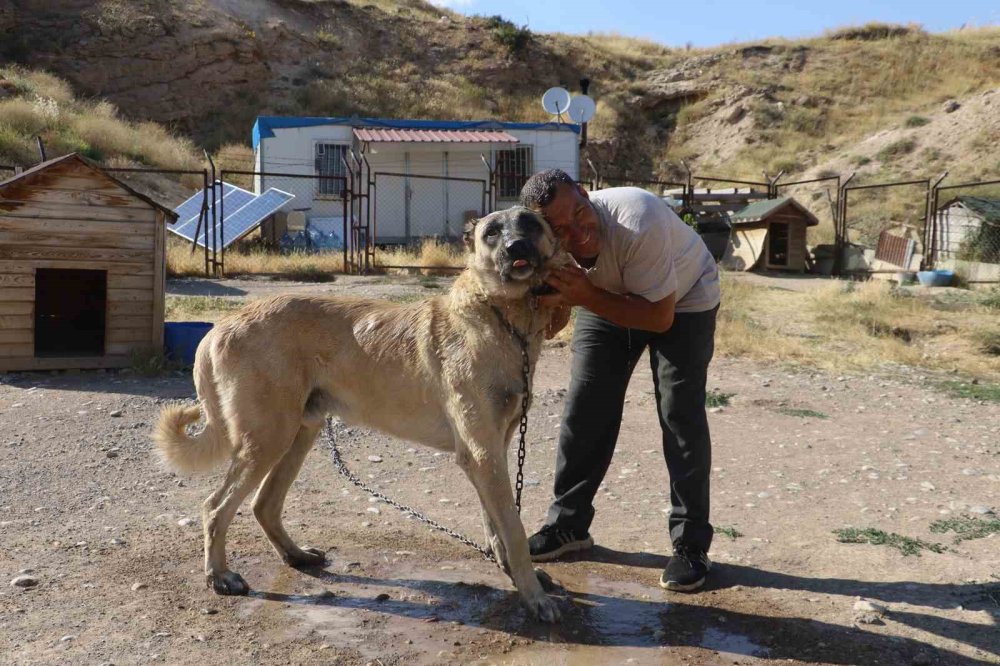 Sıcaklık Kangal Köpeklerini Etkiliyor.. Barınaklarda Serinletme Önlemleri Artırıldı!