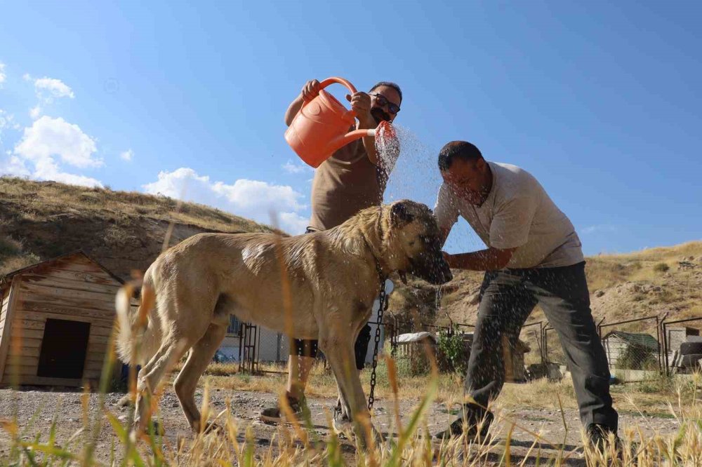 Sıcaklık Kangal Köpeklerini Etkiliyor.. Barınaklarda Serinletme Önlemleri Artırıldı!