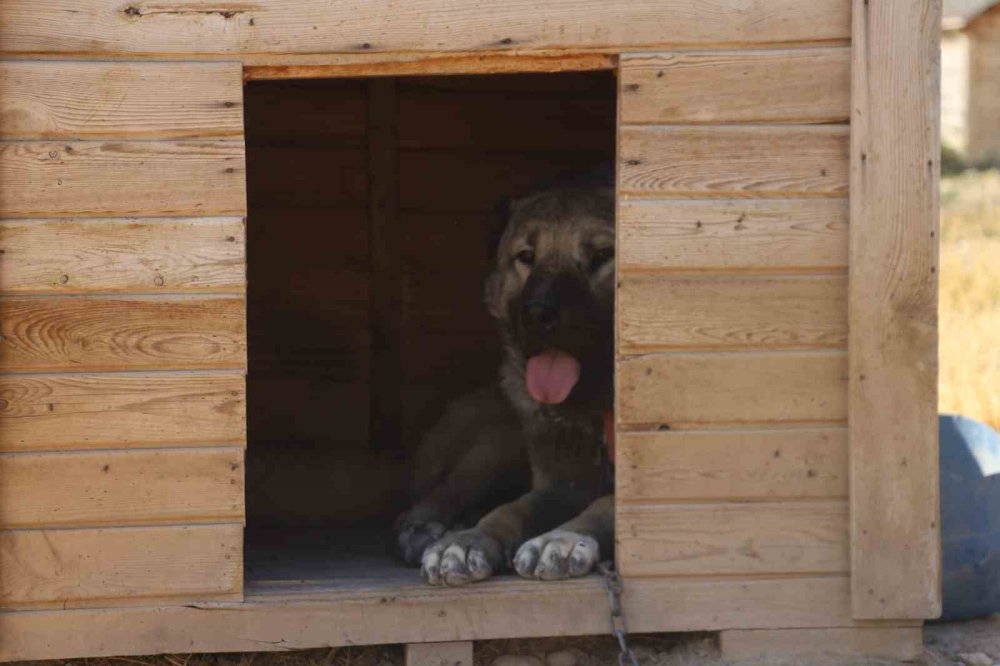 Sıcaklık Kangal Köpeklerini Etkiliyor.. Barınaklarda Serinletme Önlemleri Artırıldı!