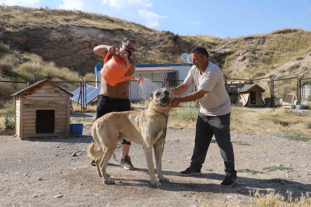 Sıcaklık Kangal Köpeklerini Etkiliyor.. Barınaklarda Serinletme Önlemleri Artırıldı!