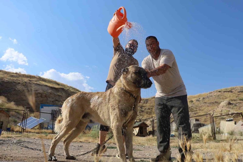 Sıcaklık Kangal Köpeklerini Etkiliyor.. Barınaklarda Serinletme Önlemleri Artırıldı!