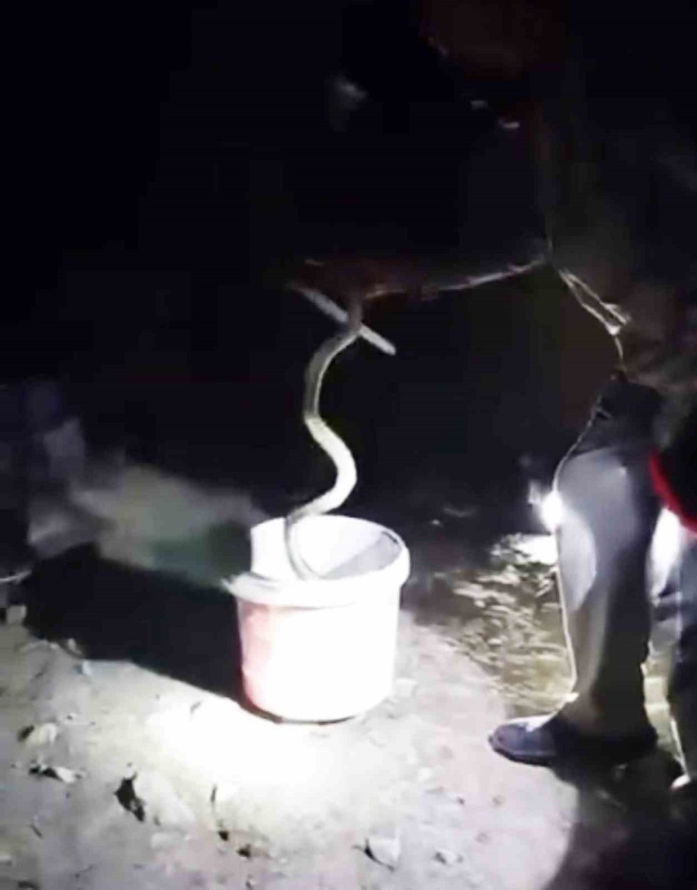 Tuzluca’da Eve Yılan Girince Yardıma Koştu.. Karanlıkta Çıplak Ellerle Yakaladı!