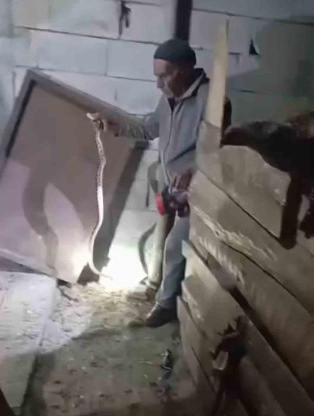 Tuzluca’da Eve Yılan Girince Yardıma Koştu.. Karanlıkta Çıplak Ellerle Yakaladı!