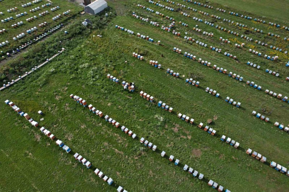 Ardahan’da Coğrafi İşaretli Balda Hasat Başladı.. Kilosu 1.900 TL’ye Çıktı!