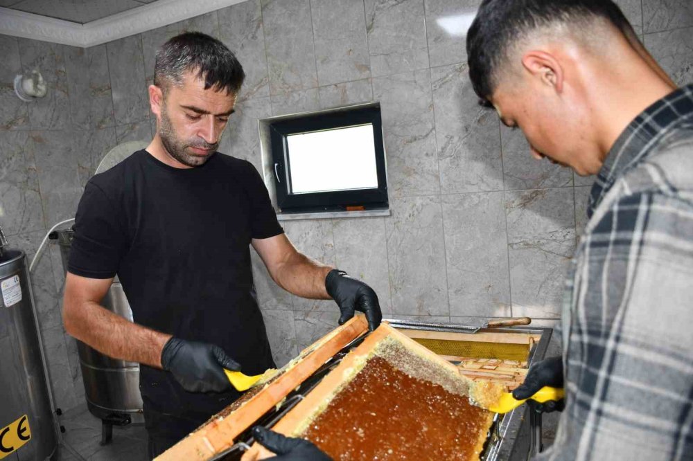 Ardahan’da Coğrafi İşaretli Balda Hasat Başladı.. Kilosu 1.900 TL’ye Çıktı!