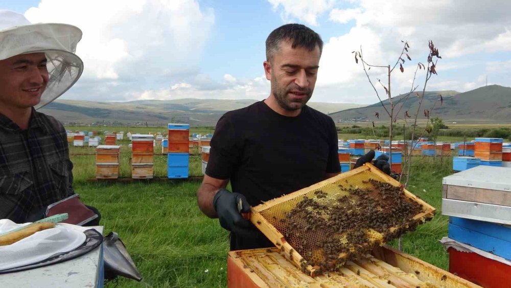 Ardahan’da Coğrafi İşaretli Balda Hasat Başladı.. Kilosu 1.900 TL’ye Çıktı!