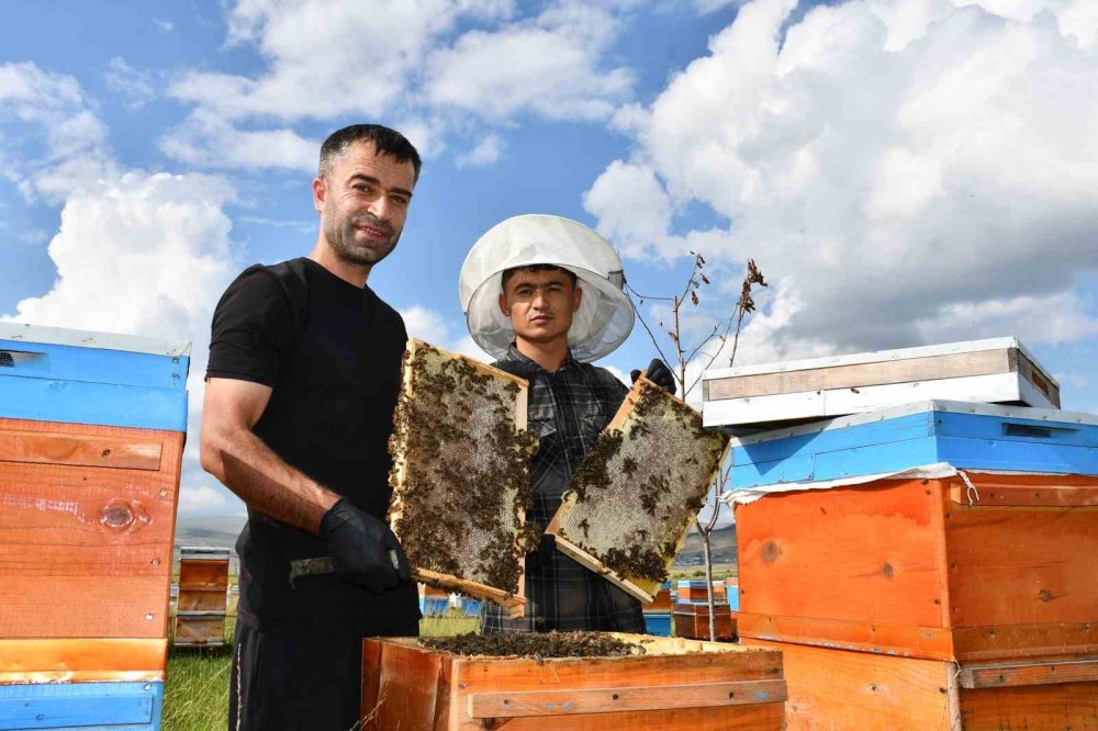 Ardahan’da Coğrafi İşaretli Balda Hasat Başladı.. Kilosu 1.900 TL’ye Çıktı!