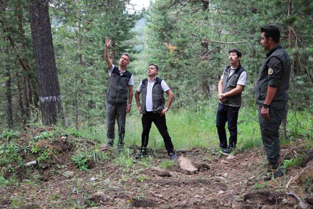 Sarıkamış’ta Orman Çalışmaları Masaya Yatırıldı: Bölge Müdürü Karakurt’tan Sahalarda İnceleme