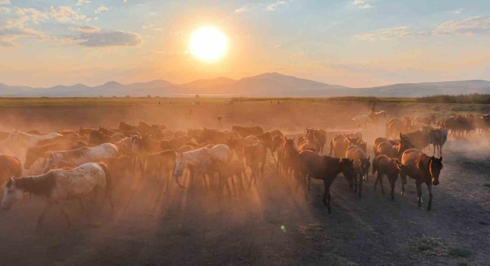 Erciyes Eteklerinde Yılkı Atlarının Gün Batımı Koşusu.. Ortaya Kartpostallık Görüntüler Çıktı!