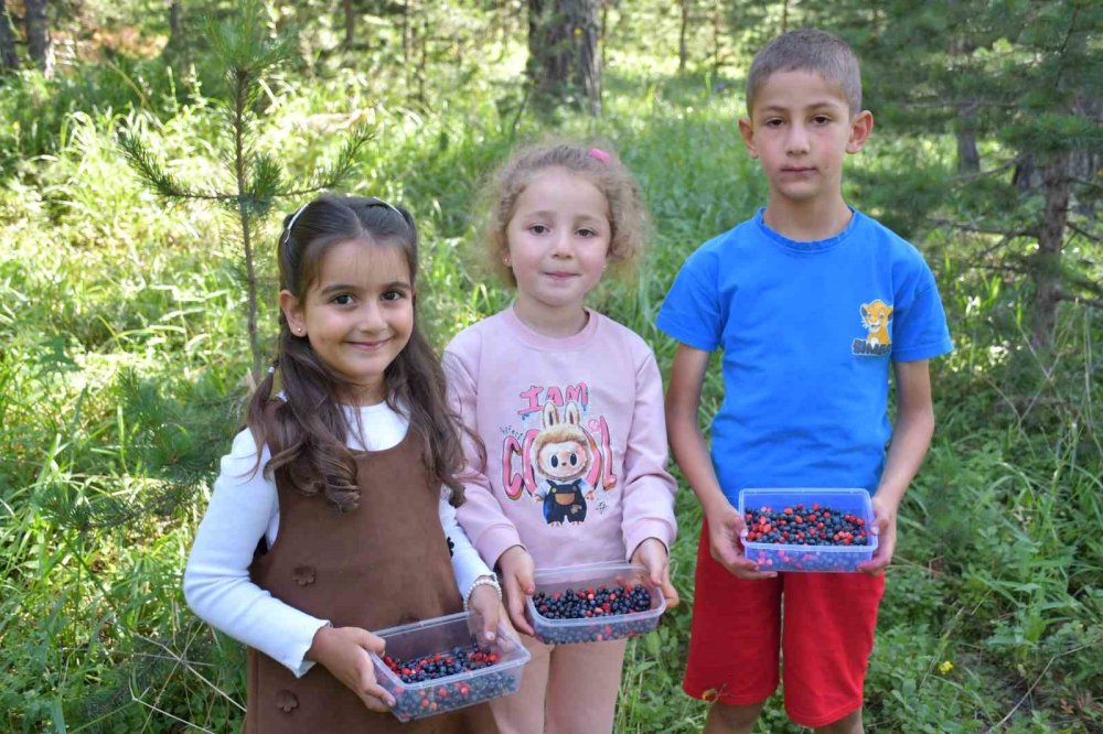 Sarıkamış’ta Dağ Çileği ve Yaban Mersini Bereketi.. Ormanlar Şenlendi!