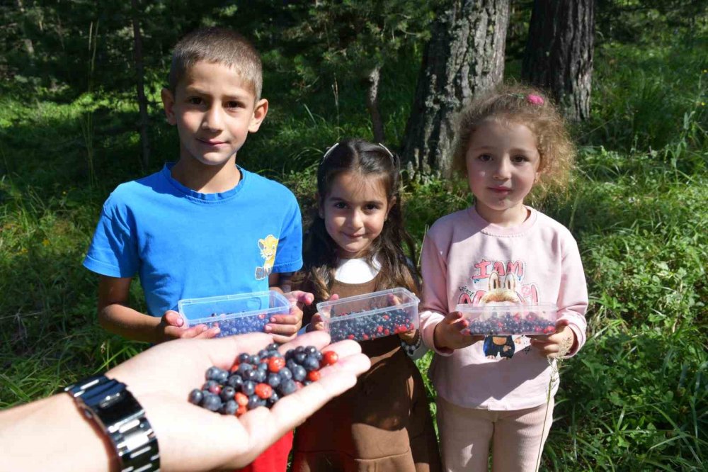 Sarıkamış’ta Dağ Çileği ve Yaban Mersini Bereketi.. Ormanlar Şenlendi!