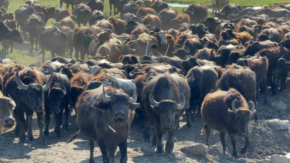 Tokat’ta Mandaların Serinleme Keyfi Belgesel Görüntülerini Aratmadı