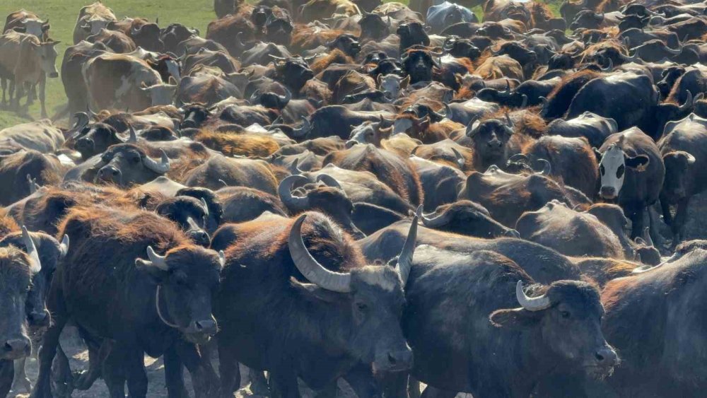 Tokat’ta Mandaların Serinleme Keyfi Belgesel Görüntülerini Aratmadı