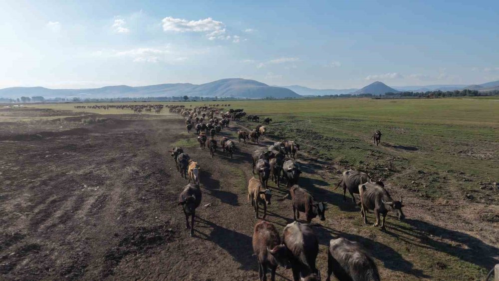 Tokat’ta Mandaların Serinleme Keyfi Belgesel Görüntülerini Aratmadı