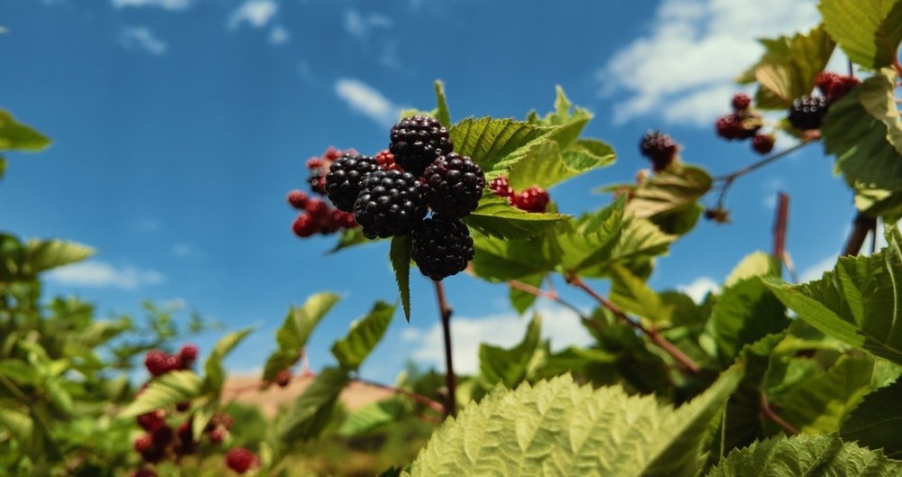 Çilek, Böğürtlen, Türkü ve Halay! Tatlısu’da Festival Coşkusu