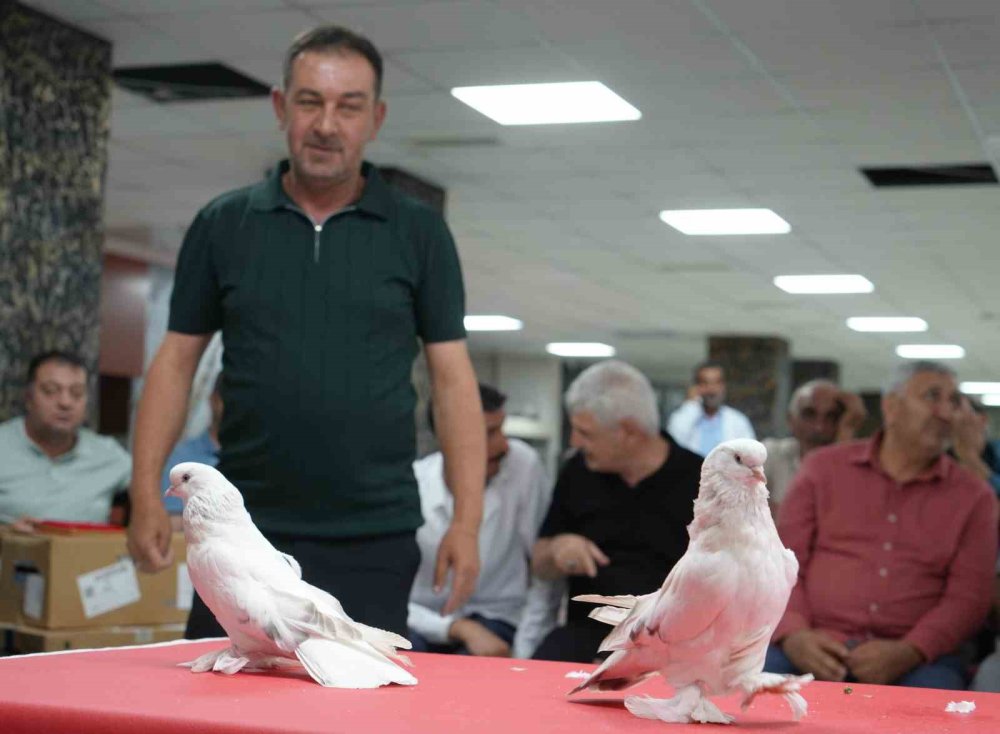 Erzurum’da Şebap Güvercin Şöleni.. Ev ve Araba Fiyatındaki Kuşlar Sergilendi!