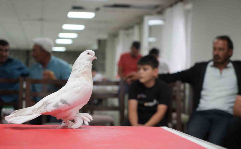 Erzurum’da Şebap Güvercin Şöleni.. Ev ve Araba Fiyatındaki Kuşlar Sergilendi!