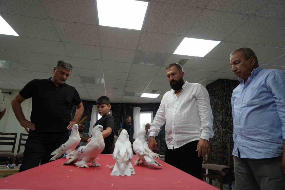 Erzurum’da Şebap Güvercin Şöleni.. Ev ve Araba Fiyatındaki Kuşlar Sergilendi!