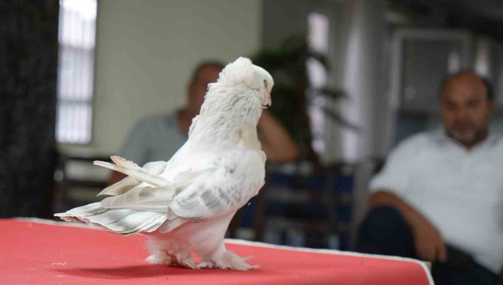 Erzurum’da Şebap Güvercin Şöleni.. Ev ve Araba Fiyatındaki Kuşlar Sergilendi!
