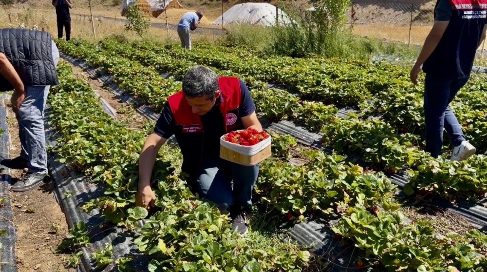 Ağrı’da Çilek Bahçeleri Genişliyor.. Bu Yıl 200 Tona Kadar Ürün Bekleniyor!