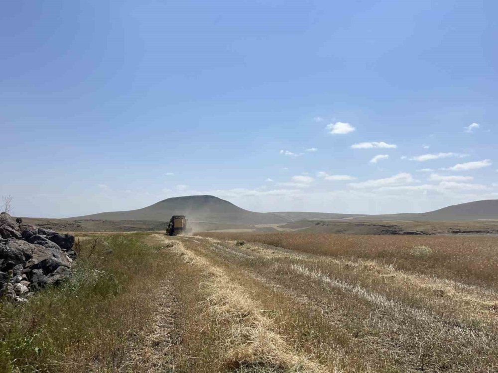 Kars’ta Hububat Hasadı Sürüyor.. Yüksek Kesimlerde Tarlalar Hareketlendi!