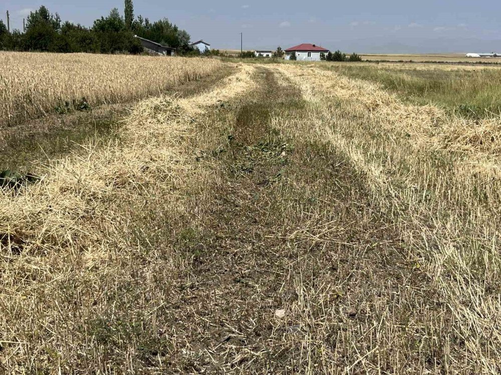 Kars’ta Hububat Hasadı Sürüyor.. Yüksek Kesimlerde Tarlalar Hareketlendi!
