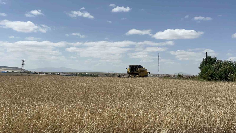 Kars’ta Hububat Hasadı Sürüyor.. Yüksek Kesimlerde Tarlalar Hareketlendi!
