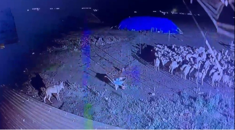Kars’ta Kurt Yerleşim Alanına İndi.. Koyunlara Yaklaşırken Kameraya Yakalandı!