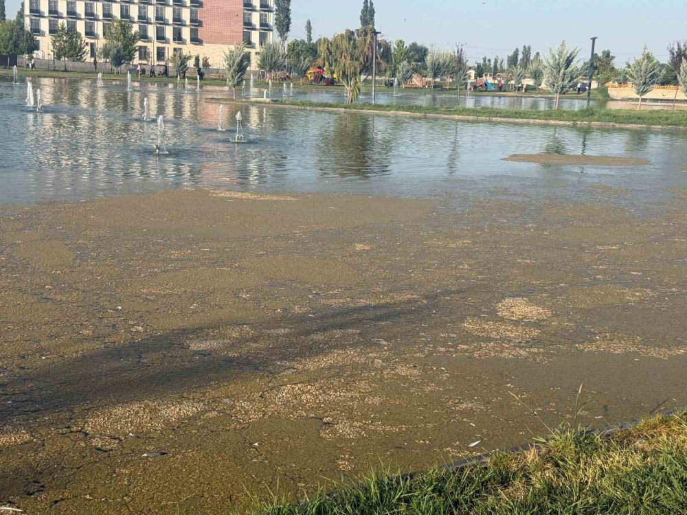 Iğdır Millet Bahçesi’ndeki Süs Havuzu Tepki Çekti.. Kirlilik Dikkat Çekiyor!