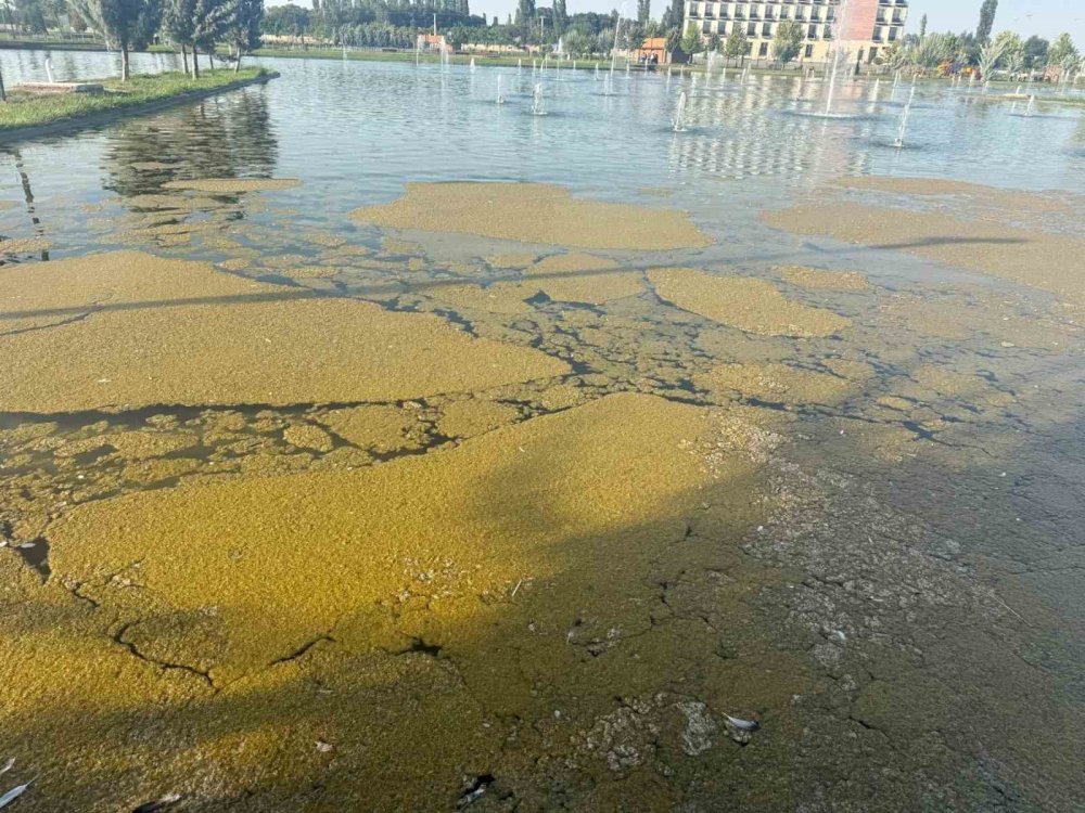 Iğdır Millet Bahçesi’ndeki Süs Havuzu Tepki Çekti.. Kirlilik Dikkat Çekiyor!