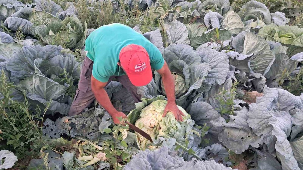 Erzurum’da Tarım Mesaisi.. İspir Fasulyesi ve Söğütlü Lahanası’nda Hasat Başladı!