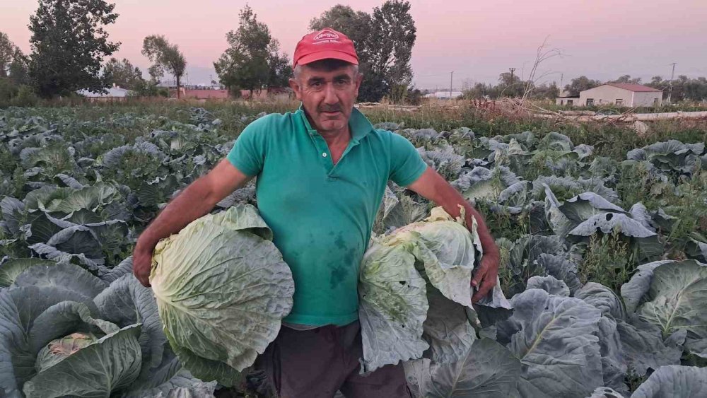 Erzurum’da Tarım Mesaisi.. İspir Fasulyesi ve Söğütlü Lahanası’nda Hasat Başladı!