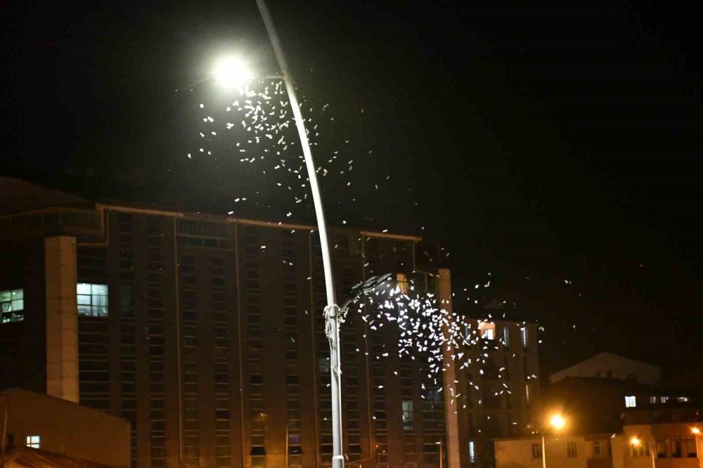 Kura Nehri’nde Beyaz Gece.. Yüz Binlerce “Bir Günlük” Ölüm Uçuşuna Çıktı!