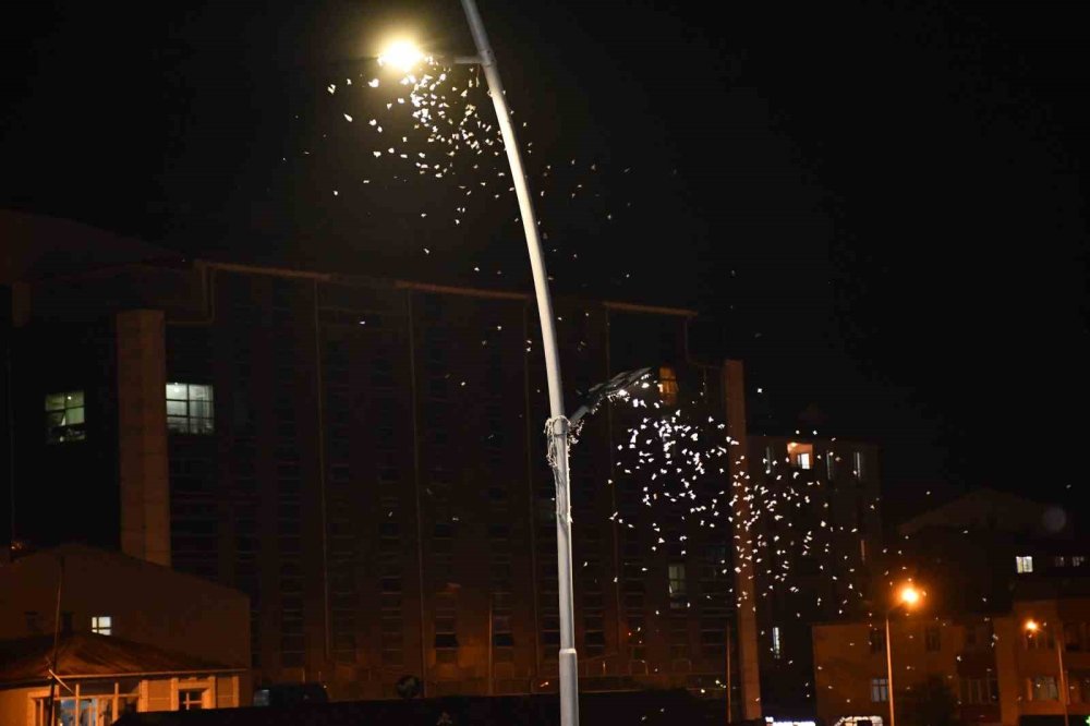 Kura Nehri’nde Beyaz Gece.. Yüz Binlerce “Bir Günlük” Ölüm Uçuşuna Çıktı!