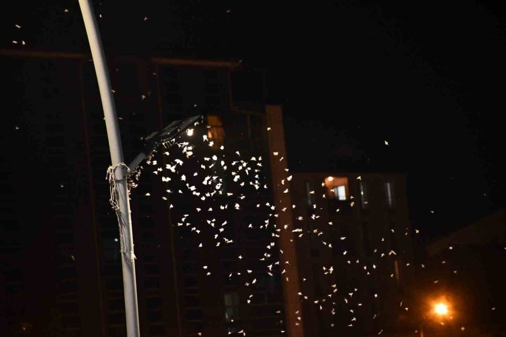 Kura Nehri’nde Beyaz Gece.. Yüz Binlerce “Bir Günlük” Ölüm Uçuşuna Çıktı!