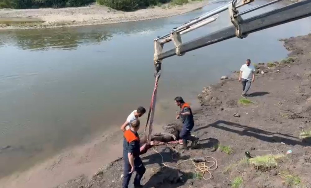 Ardahan’d Bataklığa Saplanan At İçin Ekipler Seferber Oldu.. Vinçle Kurtarıldı!