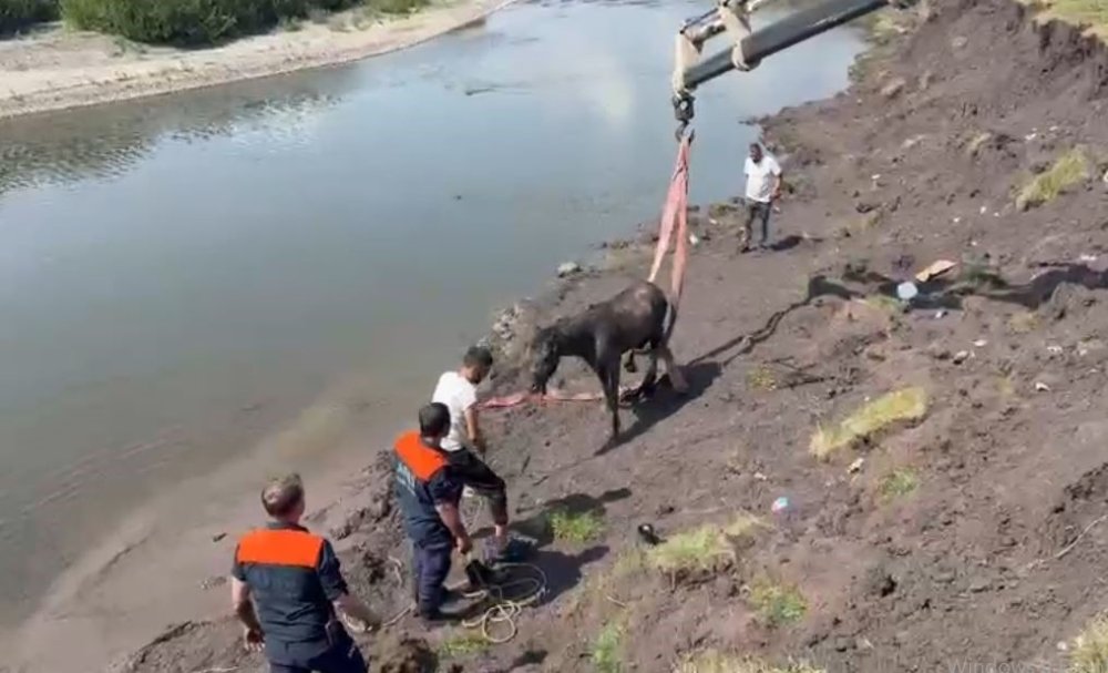Ardahan’d Bataklığa Saplanan At İçin Ekipler Seferber Oldu.. Vinçle Kurtarıldı!