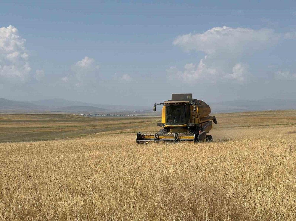 Kars’ta Kavılca Buğdayı Hasadı Başladı.. Yerel Üretimde Hasat Dönemi!