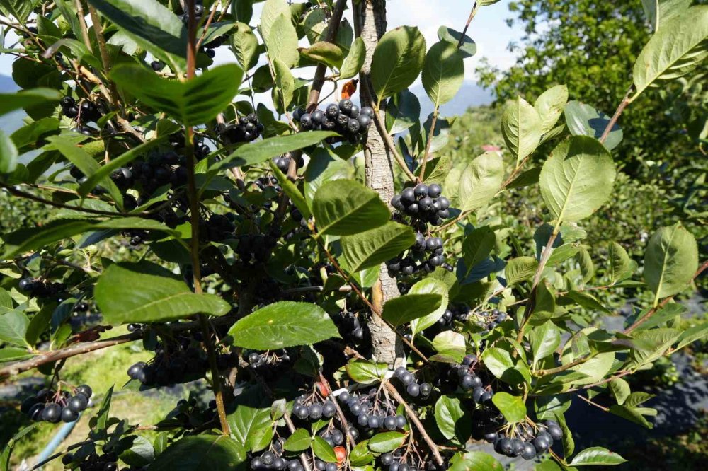 Gümüşhane’de Aronya Bereketi: 75 Ton Rekolte Bekleniyor