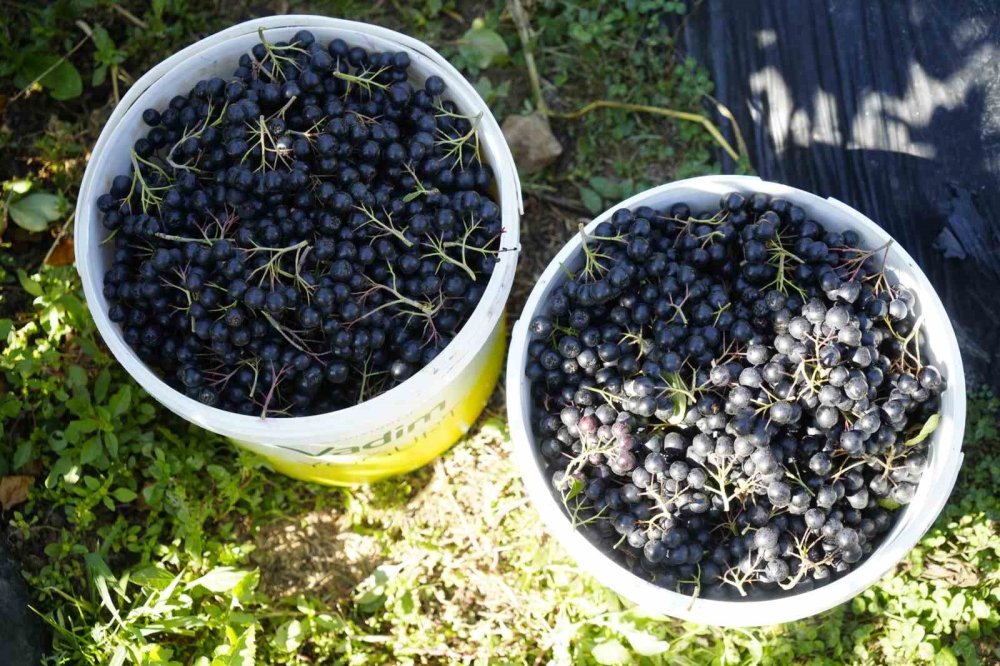 Gümüşhane’de Aronya Bereketi: 75 Ton Rekolte Bekleniyor