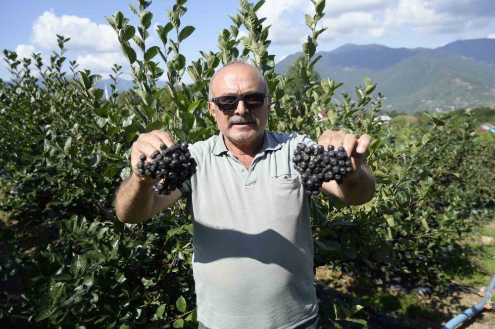 Gümüşhane’de Aronya Bereketi: 75 Ton Rekolte Bekleniyor