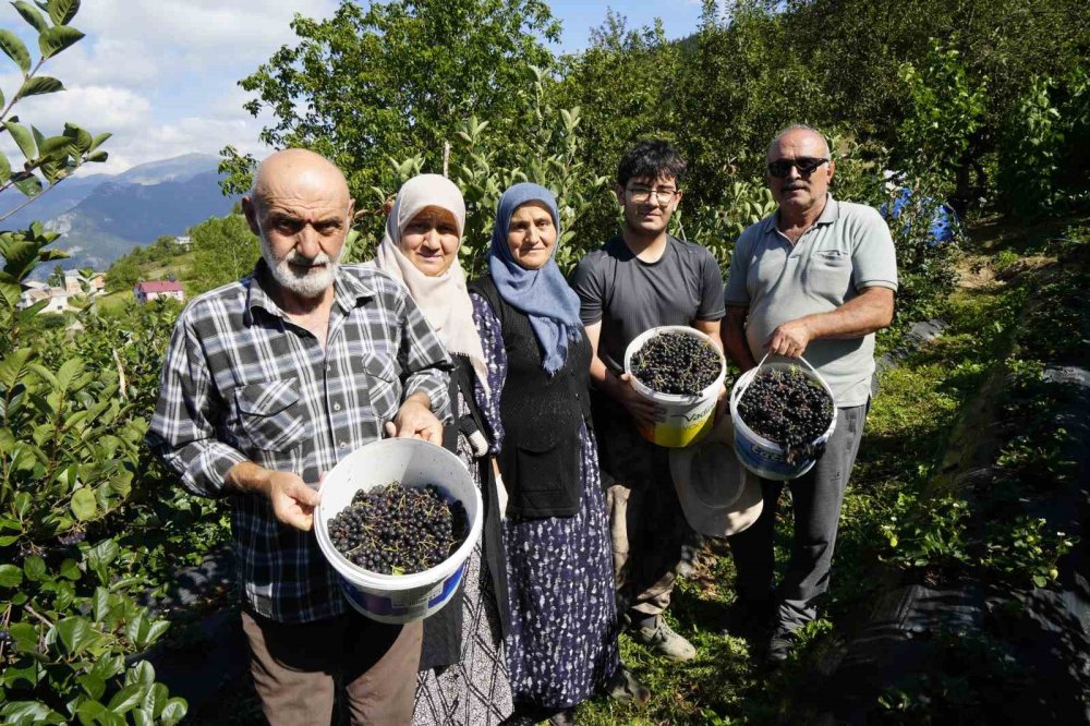 Gümüşhane’de Aronya Bereketi: 75 Ton Rekolte Bekleniyor