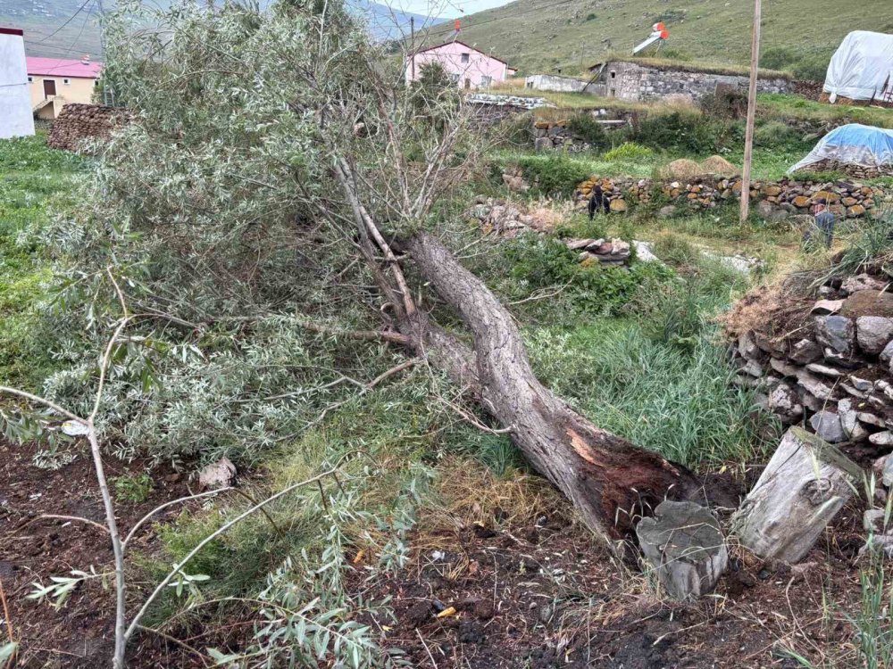 Damal’da Fırtına Ağaçları Devirdi.. Köylüler Temizlik İçin Seferber Oldu!